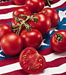 Fourth Of July Hybrid Tomato 25 Seeds - Early Variety! : Amazon.co.uk: Garden