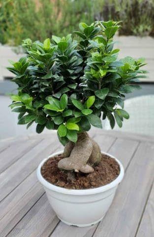 Ficus Microcarpa Bonsai Live Plant | Indoor Decorative Mini Tree | Easy Care Air Purifying Potted Plant | Home & Office Decor/pack of 1-image-8