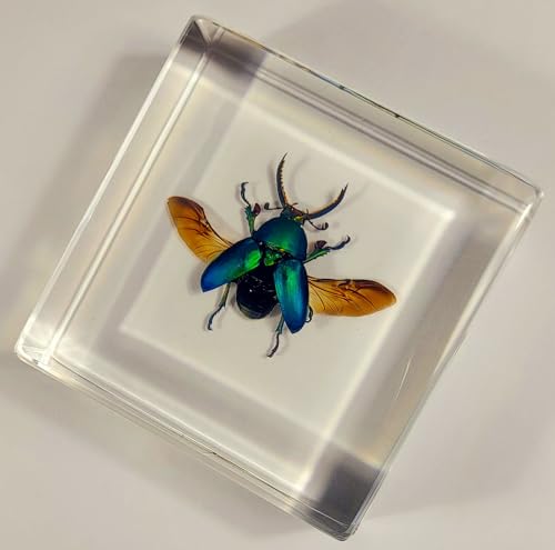 Image of 2.9 inch Real Lamprima Adolphinae Jewel Stag Beetle w /Open Wings in Crystal Clear Lucite Resin Specimen Preserved Insect Bugs Taxidermy Collection Biology Science Education Desk Ornament Display Supplies