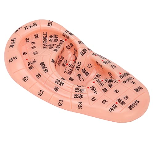Modelo de acupuntura de oreja para masaje y aprendizaje de zonas reflejas 5