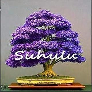 RIC 20 PZ Blue Maple Seeds Chinese Rare Blue Bonsai Bonsai Seeds of Plants Bonsai Trees for Flower vase.