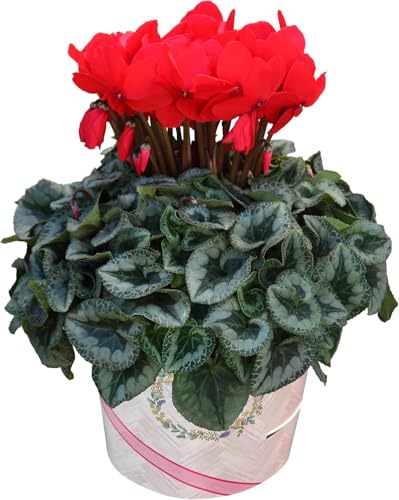 Ԃ̃Mtg VN Mtg v[g A  a 6  VgEX Ε