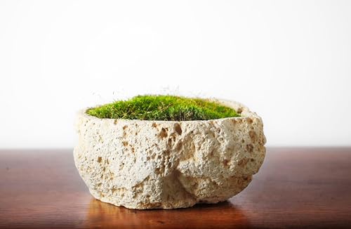 SuperMoss (21538) Mood Moss Preserved, Fresh Green, 3 Pounds