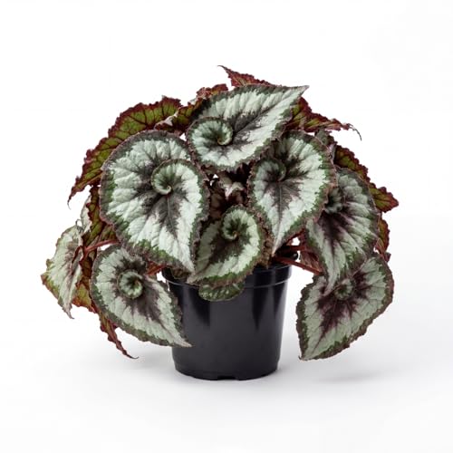 Trailing Begonia Plant Live Rare Begonias Live Plant 4-8 Inc Starter Indoor Outdoor Houseplant (Green Cream Begonia)