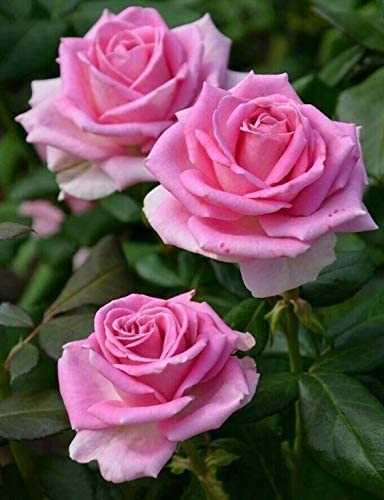 Bhumi Enterprise Hybrid Beautiful Pink Color Rose Flower Live Plant grafted "Special Variety" (B0BSTT4ZQB) Amazon Price History, Amazon Price Tracker
