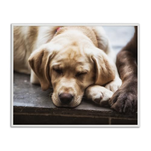 Sleeping Dogs Resting Paws, 16 x 20 Inch Framed Giclée Print