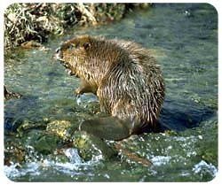 Leave It To Beaver TV Show Mouse Pad - Classic Television Collectible Desk Accessory