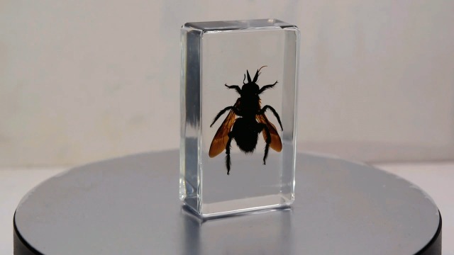 Image of 2.3 inch Real Carpenter Bamboo Bee in Crystal Clear Lucite Resin Specimen Preserved Insect Taxidermy Crafts Collection for Biology Science Education & Desk Ornament Display Supplies Paperweight