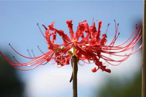 Heirloom Red Spider Lily (Lycoris Radiata) Bulbs, Fall Blooming Perennial, Perfect for Southern Climates, Pack of 10 Bulbs by The Southern Bulb Company