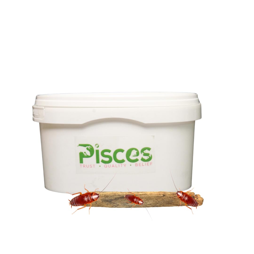 See full amazon price history chart for True Bugs Live RED Runner ROACHES - Natural Protein Supplement Food for Aquarium Fishes : Arowana Food, Reptile Food, Marmoset Food, Bearded Dragon Food etc True Bugs Live RED Runner ROACHES - Natural Protein Supplement Food for Aquarium Fishes : Arowana Food, Reptile Food, Marmoset Food, Bearded Dragon Food etc (B0C33GDNN4) Amazon Price History, Amazon Price Tracker