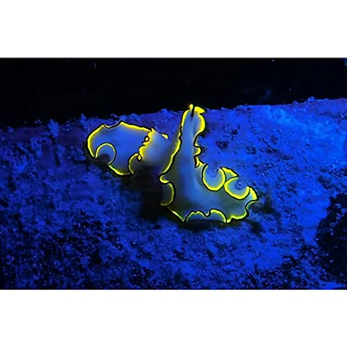 Sea Dragon Fluoro-Dual Beam #TOP5