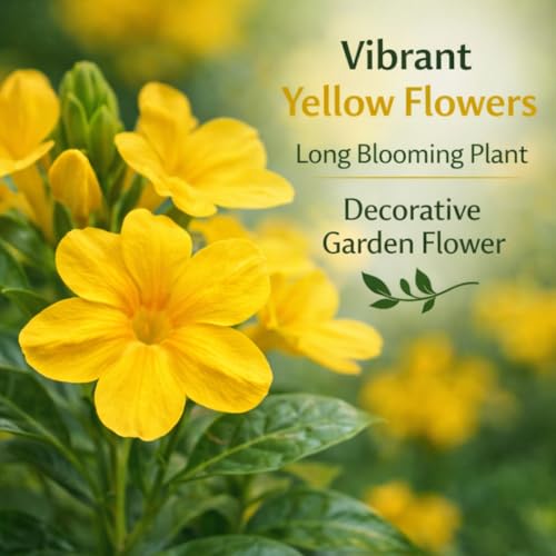 Image of Indian Gardens - Kanakambaram | Aboli | Priyadarsha | Flowering Crossandra | Pagoda Flower | firecracker flower | Live plant with pot (Yellow, 4 inch Black)