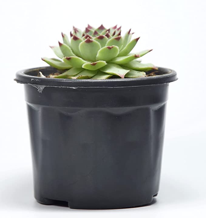 PlantaZee Laxmi Kamal(Sempervivum) Live Succulent Plant with Pot and Soil (B0B8X9WQ78) Amazon Price History, Amazon Price Tracker