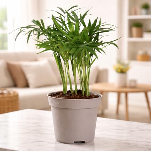 Ugaoo Air Purifying Bamboo Palm Live Plant With Grow Pot