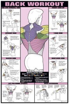 ALGRA Back Workout Poster 24" x 36" Laminated Poster