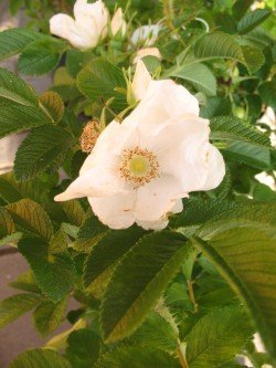 Hagebutte Rosa rugosa Alba 40 cm hoch im 3 Liter Pflanzcontainer