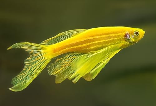 6 Pack - Longfin Gold Zebra Danio Live Freshwater Aquarium Fish