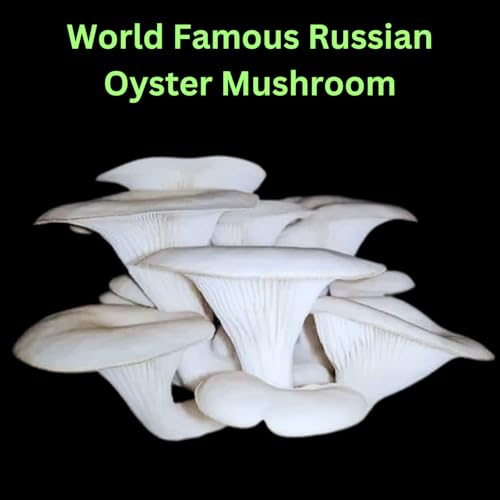 Image of White Big-Size Oyster Mushroom Growing Spawn /Seed (200 Gm + 2 PP Bags), First Generation Edible F1 PO Variety High Yield Big Petal White Oyster Mushroom Seed for Mushroom Farming