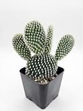 Rare Live Succulent Plant, Indoor Outdoor Plant, Easy Care Fully Rooted in Pots with Soil Mix, Rare for Home Office Wedding Hanging Decoration (Bunny Ears, 2 inch)