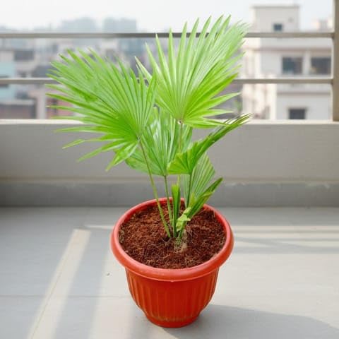 ROOT & TRUNK Best Nursery Air Purifier - China Palm/Fan Palm in 8 Inch Plant Terracotta Red Olive Plastic Pot - Absorbs Pollution-image-9