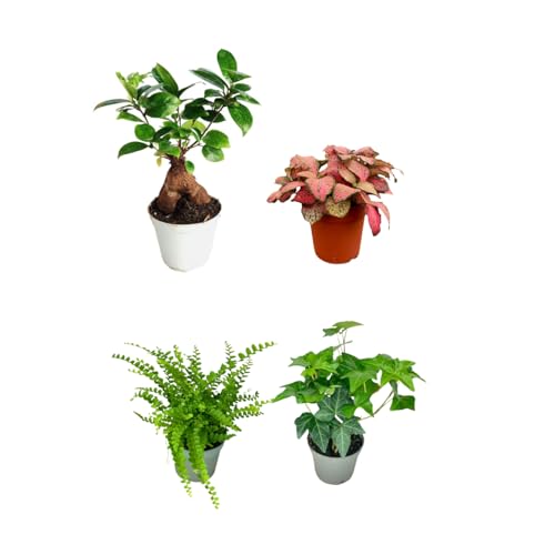 i giardini di giulia | kit 4 piantine verdi per terrarium fai-da-te | ficus ginseng mini, fittonia, felce, edera | piante vive da interno facili da curare (fittonia rossa)