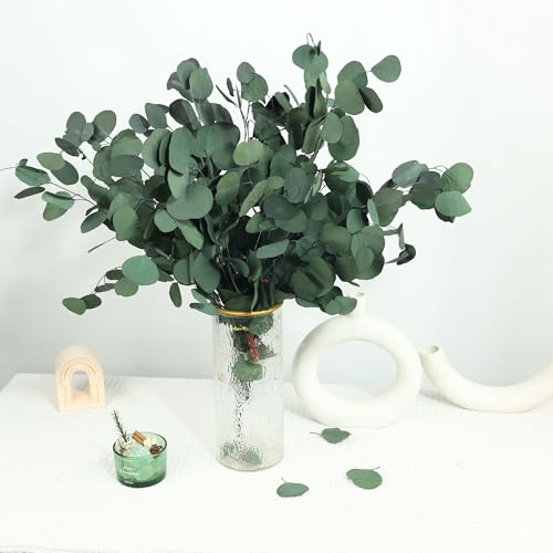 30 Pcs Real Dried Eucalyptus Stems 17 Preserved Eucalyptus Silver Leaves