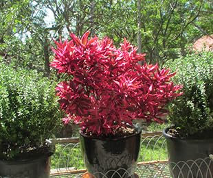 Brazilian red hot alternanthera plant garden (B0CHRH7KNS) Amazon Price History, Amazon Price Tracker