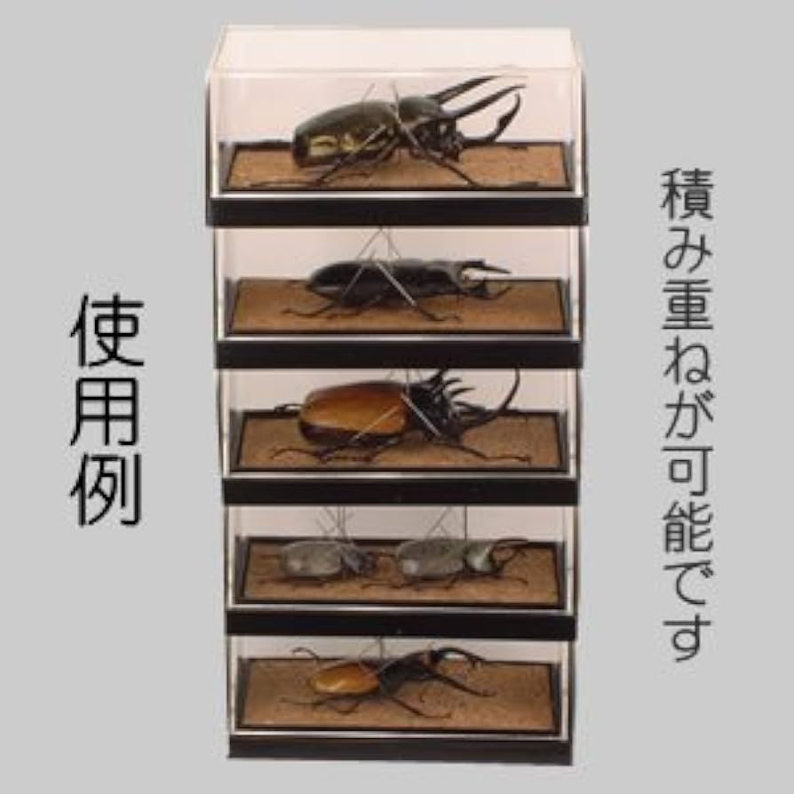 Amazon.co.jp: フジコン PREMIUM 標本コレクターズケース S