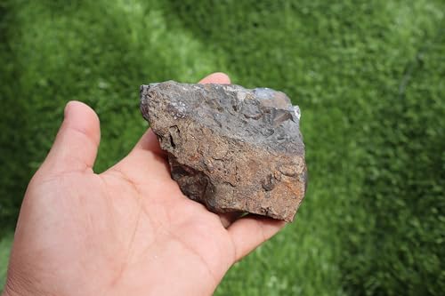 Image of Ammonite Fossil Natural Platyclymenia & Goniatites Plate Fossil Devonian Fossil from Morocco A59