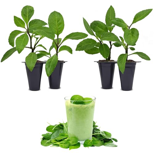 Longevity Spinach Plant (4 Pack) | Real Live Vegetable Plant for ...