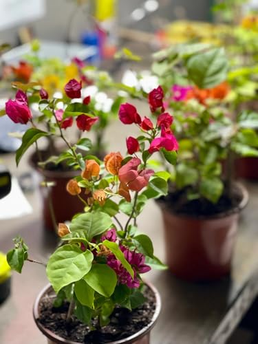 Image of Multi-Grafted Bougainvillea Live Plant with Pot | Bougainvillea Flowering Plant Live | Outdoor Ornamental Plant for Home Garden Terrace Balcony