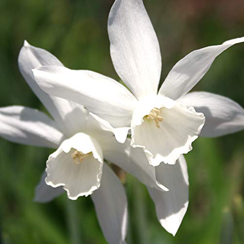 Thalia Daffodil Flower Bulbs - 5 Bulbs per Pack - Pleasantly Scented - Deer Resistant - Good as Cut Flowers - Good for Indoor Forcing - Grows Well in Containers - Perennializing
