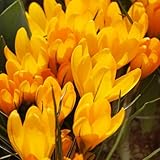 DUTCH BULBS EXCLUSIVE PLANTS FROM HOLLAND