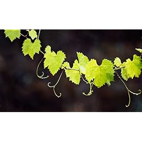 Lago Vinho Verde DOC 75 clPack "2" – Lago
