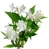 Deutzia gracilis ‘Slender’ Live Flowering Shrub – Compact White Spring Blooms for Outdoor Garden & Landscape(1 Gallon/Potted/Single Plant)