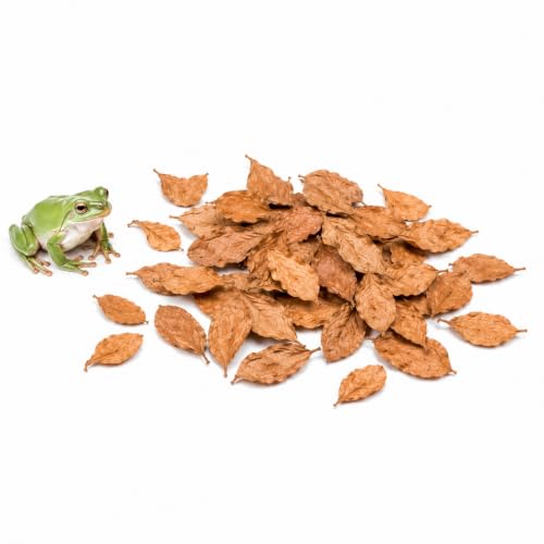 Image of SunGrow Dwarf Frog Mini Catappa Leaves (50 Pc) - Tannin Helps Remove Ammonia, Lower pH - Leaf Litter Indian Almond Leaves, Aquarium Water Treatment, Decor Accessories