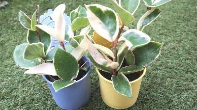 Amazon つる性 観葉植物 ホヤ サクララン 2 5号苗カバー付き2個セット 観葉植物 オンライン通販