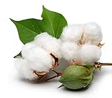KVITER 25 White Cotton Seeds for Planting (Gossypium hirsutum) – Real Cotton Plant, Cottons Seeds for Growing, Heirloom & Non-GMO Cotton's Plant Seeds for Gardeners – Perfect for Ornamental or Fiber