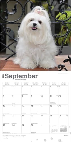 Maltese | 2026 12 x 24 Inch (Hanging) Monthly Square Wall Calendar | Plastic-Free | BrownTrout | Animals Small Dog Breeds - image 4