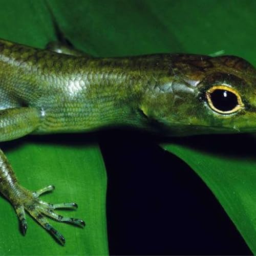 Green-blooded Skinks of Papua New Guinea