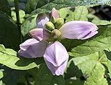 Chelone Turtlehead Glabra Perennial Seeds