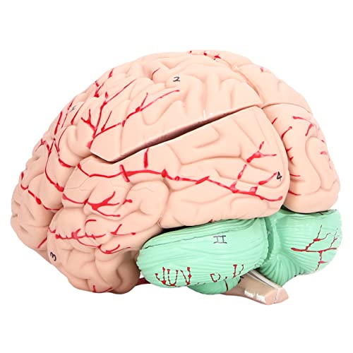 Wakects Modelo de Cerebro Humano, Anatomía Desmontable con Tarjeta de Estudio para Estudio de Neurociencia, Lóbulo Frontal Bulbo Raquídeo Tálamo Cerebelo Hipotálamo para la Escuela en