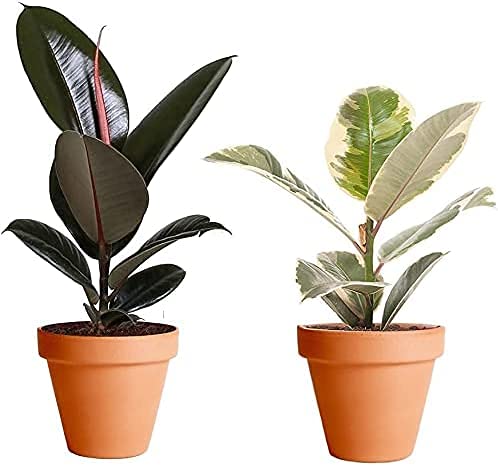 DECOALIVE Ficus Tineke y Ficus Abidjan con Macetas de Cerámica Plantas de Interior Naturales