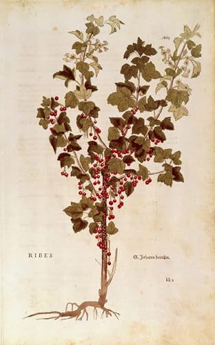 Cuadro Ribes Rosso di Leonhard Fuchs pintura famosa decoración pared 60x90