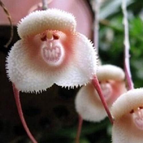 100/200 Stück entzückende Affengesicht-Orchideensamen, Gartenpflanze, Bonsai-Dekoration für Frauen, Männer, Kinder, Anfänger, Gärtnergeschenk – Bild 7