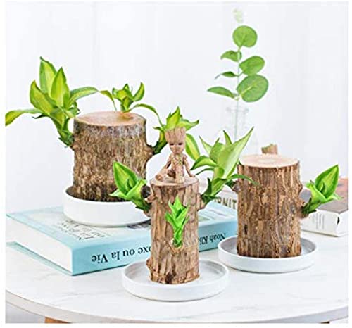 Mini Brazil Lucky Wood,Magical Sprouting Lucky Bamboo Wood, Brazilian Lucky Wood Plant,Brazilian Lucky Bamboo Wood Hydroponic Potted Plant,IndoorOffice Desktop Plant to Purify Indoor Air (with Doll)