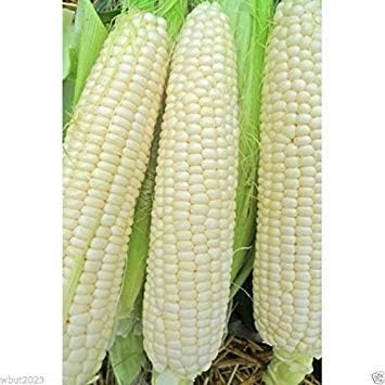 Truckers Favorite White Corn 1 Lb Untreated, Non-GMO, Heirloom !