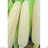 Trucker’s Favorite” White Corn (1 Lb) Untreated, Non-GMO, Heirloom !