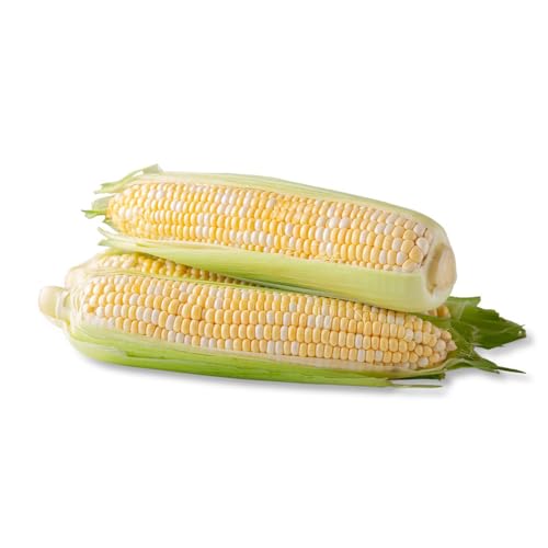 Semillas de maíz, semillas de maíz dulce, semillas de maíz, semillas de hortalizas de invierno, plantas de jardín Semillas de hortalizas, regalos para los amantes de la jardinería. 80pcs