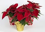 The Three Company Live Flowering Poinsettia (4 Per Pack), Perfect Holiday Gift, Vibrant Red in Gold/Red Foil